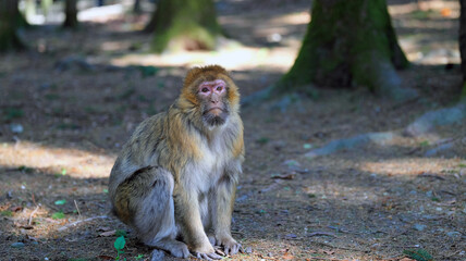 Obraz premium A Barbary ape with sad face looks through the camera