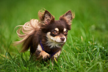 Langhaar Chihuahua-Hündin renn über die Wiese