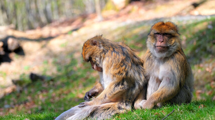 Two Barbary macaques sitting on a hill one behind the other, one with head down