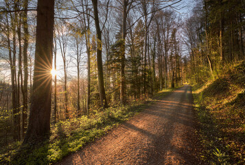 Weg im frühlingshaften Wald im traumhaften Licht der Abendsonne. Gegenlichtaufnahme mit schönem Sonnenstern.