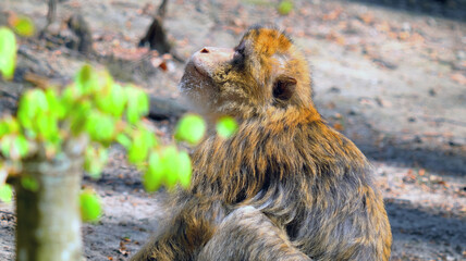 Young barbary ape sits on ground und looks up sideways