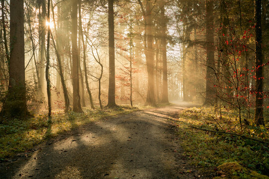 Waldweg, leichter Nebel und einfallende Sonnenstrahlen sorgen f&uuml;r eine magische Stimmung.