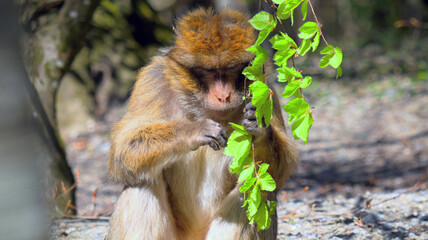 Young barbary ape holds a branch in his hand and looks at the leaves