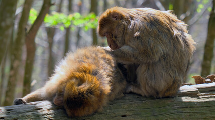 One barbary ape lusts the other