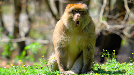 Close up of young barbary ape with open mouth