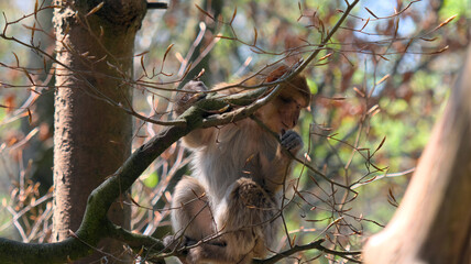 Young barbary ape child sits on branches in tree
