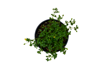Top view of yellow mecardonia flower bloom in black plastic pot  isolated on white background included clipping path. It is a plant that can eat flowers and cover crop.