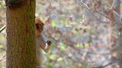 Young barbary ape child looking out from behind tree