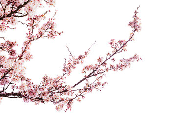 Frühlingsbote Zierkirsche, Rosa Blüte am Baum, Headergeeignet, Hintergrundgeeignet