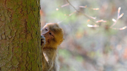 Baby barbary ape peeking out from behind tree