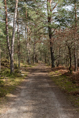 Fototapeta na wymiar Forêt des 3 pignons - Fontainebleau