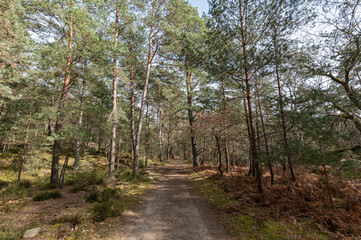 Fototapeta na wymiar Forêt des 3 pignons - Fontainebleau