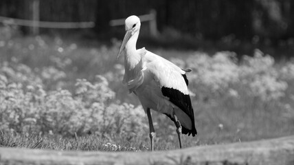 Portrait of a stork standing in meadow in black and white