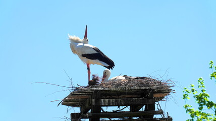 Stork stands in nest and stretches beak vertically upwards