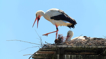 Two storks in nest, one sitting the other with bird ring standing with open beak