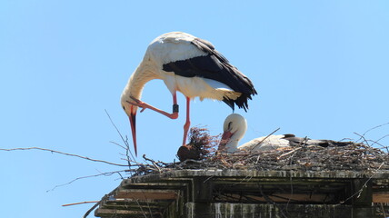 Two storks in nest, one sitting the other standing with bird ring