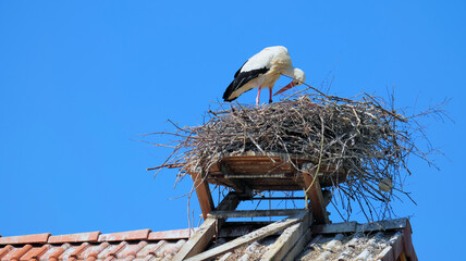 Stork standing in nest on roof