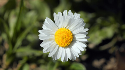 Fototapeta premium Close up of a daisy flower