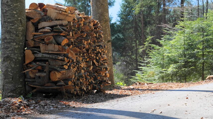 Wooden pole on the edge of a forest path