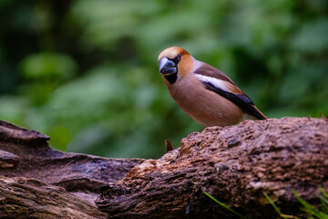 Appelvink - Hawfinch