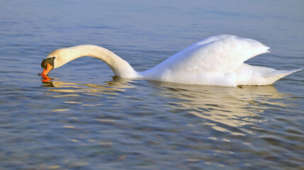 Swan with neck stretched out