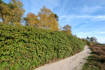 Nature reserve Sallandse Heuvelrug