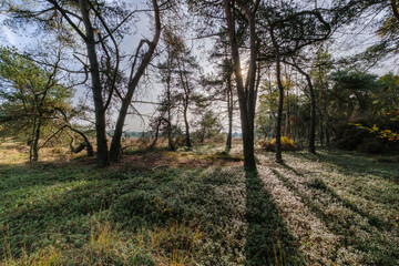 Nature reserve Sallandse Heuvelrug