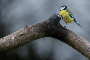 Pimpelmees || Blue tit .