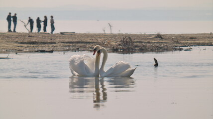 Pair of swans cuddling