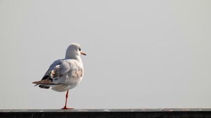 Seagull stands on only one leg