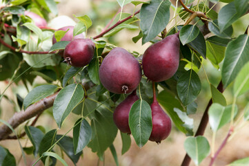 Red appetizing high quality pears grow and ripening on a tree in a beautiful fruit garden