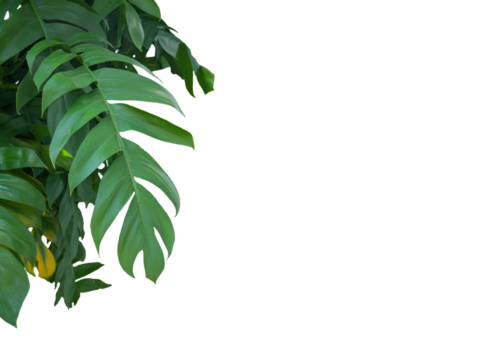 Monstera pinnatipartita tree (Siam Monstera) large green leaves that hollow veins. On summer season . PNG file, frame, border, transparent, white background..