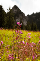 Nature scenic landscapes, Polish mountains and rocks and meadow flowers