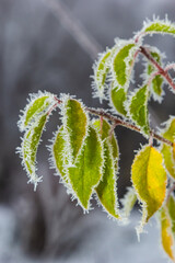 Autumn yellow leaf on a branch in frost needles. Morning frost. Rime. Late fall