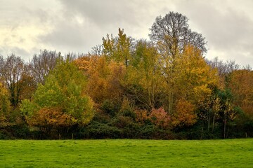 Naklejka premium Autumn trees against a cloudy sky on the Isle of Wight