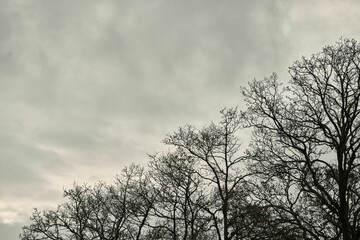 Fototapeta na wymiar Bare trees against a cloudy sky