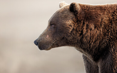 A profile portrait of a coastal brown bear aka grizzly