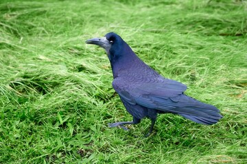 Black crow standing on a green field of grass in daylight