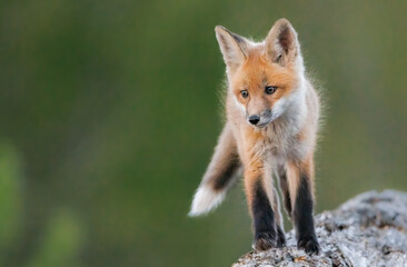 A curious fox kit stands atop a log pile