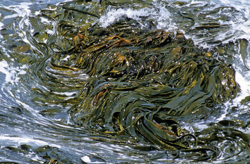 Macrocystis pyrifera, Algue géante, Iles Falkland, Malouine