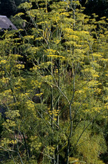 Anethum graveolens , Aneth