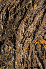 Prunus amygdalus, Amandier, &eacute;corce