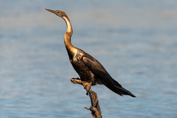 Anhinga d'Afrique,.Anhinga rufa, African Darter