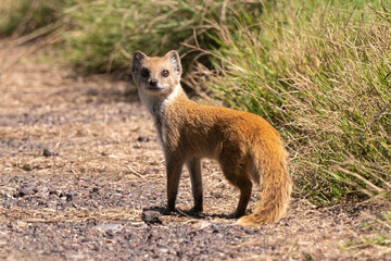 Mangouste jaune, Mangouste fauve, Cynictis penicillata