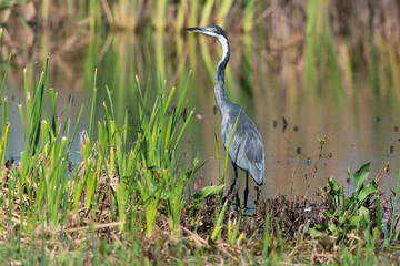Héron mélanocéphale,.Ardea melanocephala, Black headed Heron, Afrique du Sud