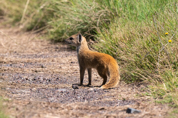Mangouste jaune, Mangouste fauve, Cynictis penicillata