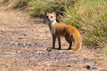 Mangouste jaune, Mangouste fauve, Cynictis penicillata