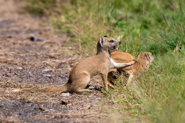 Mangouste jaune, Mangouste fauve, Cynictis penicillata