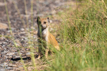 Fototapeta premium Mangouste jaune, Mangouste fauve, Cynictis penicillata