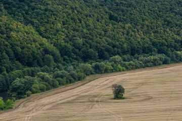 Agricultural Rolling Spring Autumn Landscape. Natural Landscape In Brown And Yellow Color. Waved...